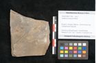 Foto (Objekt + Etikett) von Jordania moravica Helmh. (NHMW-GEO-2024-0188-11144)